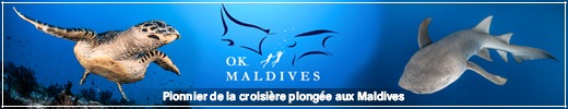 Ok Maldives 520 x 100